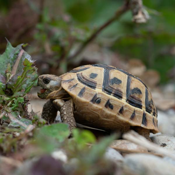 NannyMcPets :: Reptile* Boarding