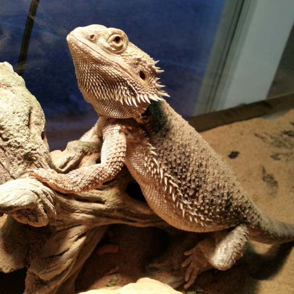 NannyMcPets :: Reptile* Boarding