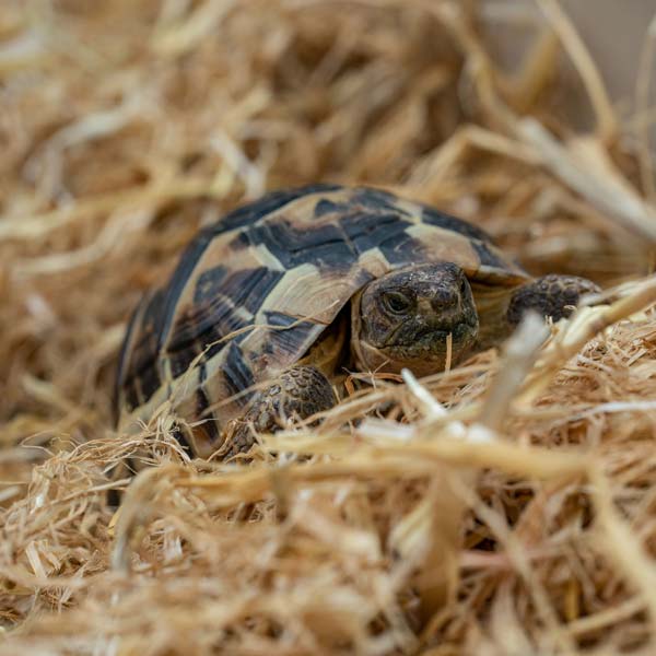 NannyMcPets :: Reptile* Boarding