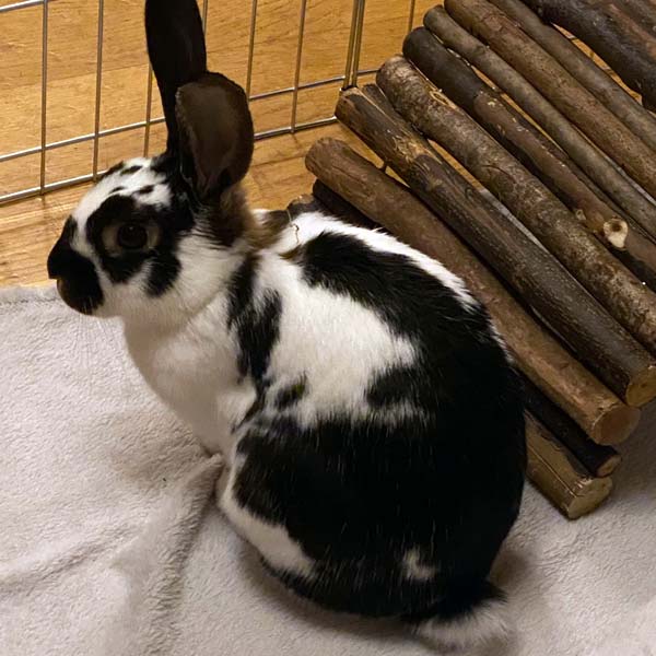 NannyMcPets :: Caged Pets Boarding